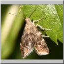 Anthophila fabriciana-Choreutidae sp - Spreizfluegelfalter 03a Deister.jpg